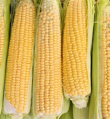 Corn or Maize (Lat. Zea mays) a staple food in many parts of the world 