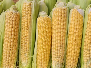 Corn or Maize (Lat. Zea mays) a staple food in many parts of the world 