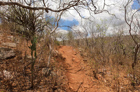 Paisagem da caatinga do nordeste brasileiro,  &eacute; o &uacute;nico bioma exclusivamente brasileiro, 