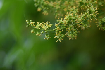Rhus sylvestris tree and flowers. Anacardiaceae deciduous and dioecious tree. The yellow-green flowers bloom around May.
