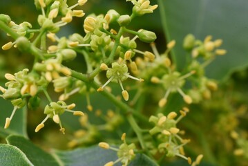 Rhus sylvestris tree and flowers. Anacardiaceae deciduous and dioecious tree. The yellow-green flowers bloom around May.