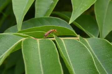 Rhus sylvestris tree and flowers. Anacardiaceae deciduous and dioecious tree. The yellow-green flowers bloom around May.