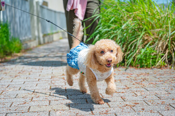 散歩中の嬉しそうな犬