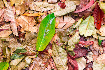 Wet Colorful Leaves after Rain - Plant Life