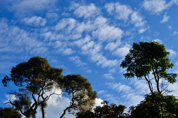 Trees in the mountains with interesting cloud formations