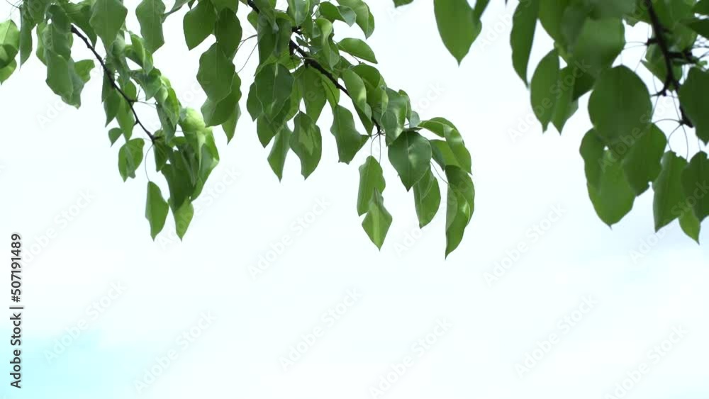 Poster foliage against the sky. Bottom view of pear branches with dense green foliage against a white sky on a sunny day