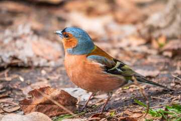 Common chaffinch, Fringilla coelebs, sits on the ground in spring. Common chaffinch in wildlife.