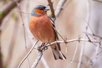 Common chaffinch, Fringilla coelebs, sits on a tree. Common chaffinch in wildlife.