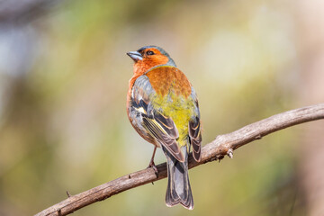 Common chaffinch, Fringilla coelebs, sits on a tree. Common chaffinch in wildlife.