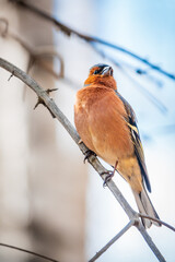 Common chaffinch, Fringilla coelebs, sits on a tree. Common chaffinch in wildlife.