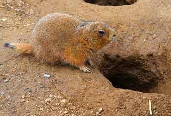 A black-tailed prairie dog (Cynomys ludovicianus)