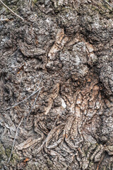 Poplar tree bark with wooden texture nature background