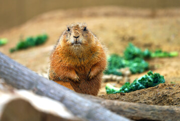 A black-tailed prairie dog (Cynomys ludovicianus) eating green kale leaves