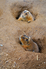 A black-tailed prairie dog (Cynomys ludovicianus)