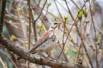 Fieldbird sits on a branch in spring with a blurred background.