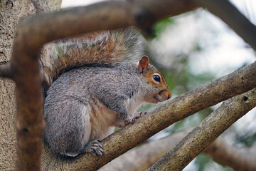 Furry Eastern gray squirrel (sciurus carolinensis) on a tree