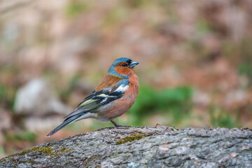 Common chaffinch, Fringilla coelebs, sits on a tree. Common chaffinch in wildlife.