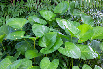 Green plant decorated in local restaurant