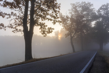Sun rays shining through trees on a foggy morning