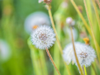 Blowball of Taraxacum plant on long stem. Blowing dandelion clock of white seeds on blurry green background of summer meadow.