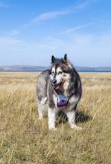Alaskan dogs playing in the wild