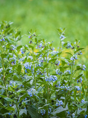 Beautiful blue flowers of Symphytum caucasicum, also known as Caucasian comfrey, blooming in spring park
