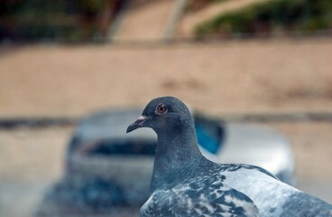 A young dove is lying on the window ledge