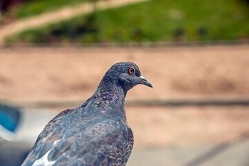 A young pigeon is sitting outside the window