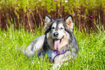 Alaskan dogs playing in the wild