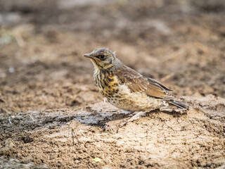 A fieldfare chick, Turdus pilaris, has left the nest and sitting on the spring lawn. A fieldfare...