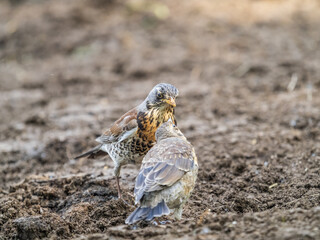 Thrush fieldfare, Turdus pylaris, feeds the chick with earthworms on the ground. An adult chick left the nest but his parents continue to take care of him.