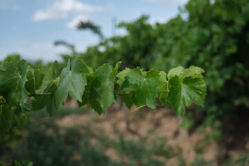 Natural vine leaves in the vineyard.