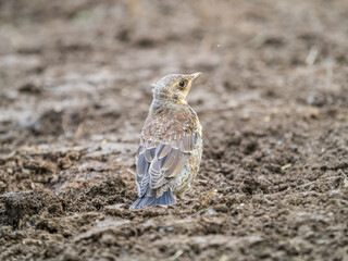 A fieldfare chick, Turdus pilaris, has left the nest and sitting on the spring lawn. A fieldfare...