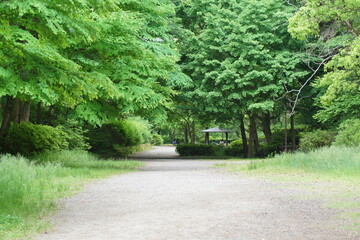 京都の伏見の北堀公園の新緑