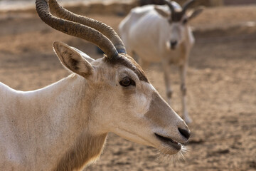 White antelope