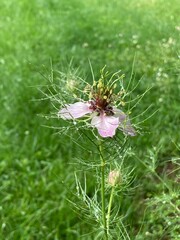 Einzelne Blume Jungfer im Grünen blüht im Garten