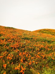 field of poppies