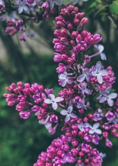 flowers in the garden