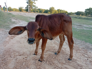 small brown cow in the farm,Include Clipping Path.