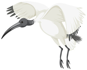 Australian white ibis isolated