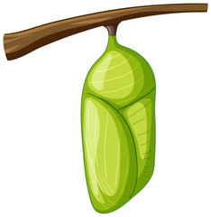 Pupa of butterfly on white background