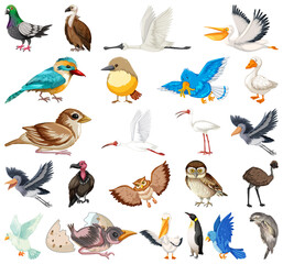 Different kinds of birds collection