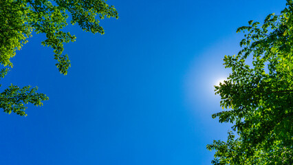 夏の青空と新緑と太陽の木漏れ日