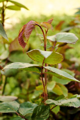 young leaves of a rose growing in the garden in spring