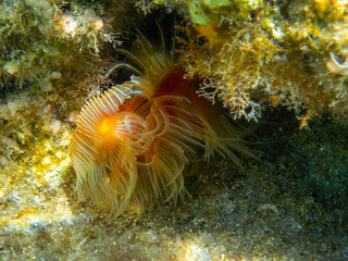 Naklejka na ściany i meble A sea anemone close up on a shallow reef. Underwater scene.