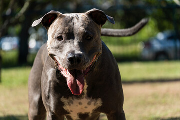 Blue nose Pit bull dog playing and having fun in the park. Selective focus. Summer. Sunny day