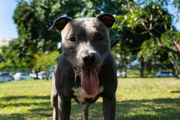 Blue nose Pit bull dog playing and having fun in the park. Selective focus. Summer. Sunny day