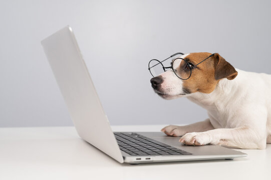 Portrait of dog jack russell terrier in glasses at work on a laptop. 