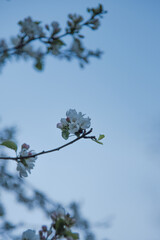 blossoming cherry 