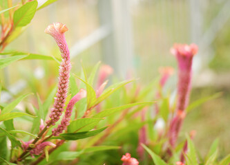 beautiful evening pink flower background for wallpaper.